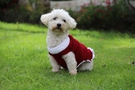 White dog in colorful flower garden wearing sweater FREE Stock Photo, dog,  pet,  playful picture