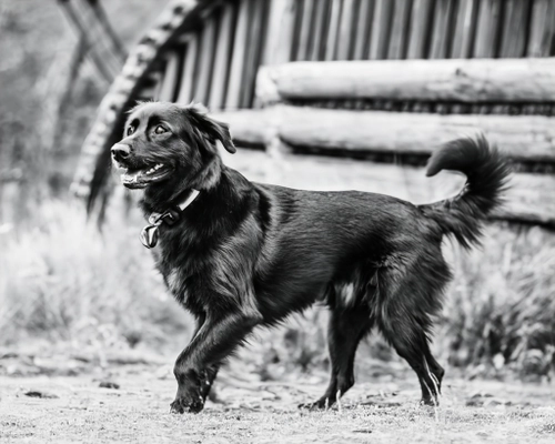 Playful Black Dog FREE Stock Photo, dog,  playful,  black picture