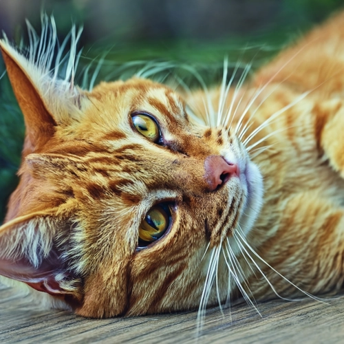 Playful Ginger Cat FREE Stock Photo, cat,  ginger,  pet picture