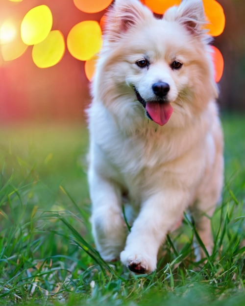 Playful White Dog FREE Stock Photo, dog,  playful,  grass picture