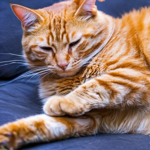 Relaxed Ginger Cat FREE Stock Photo, cat,  ginger,  pet picture