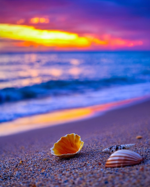 Serene Beach Sunset FREE Stock Photo, beach,  sunset,  seashells picture