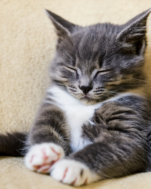 Sleeping Gray Cat FREE Stock Photo, cat,  sleeping,  gray picture