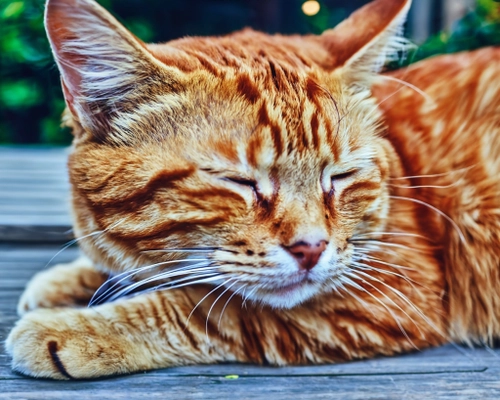 Sleepy Orange Cat FREE Stock Photo, cat,  orange,  fluffy picture