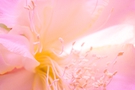 Pink flower close-up with gentle stamen detail FREE Stock Photo, flower,  pink,  close-up picture