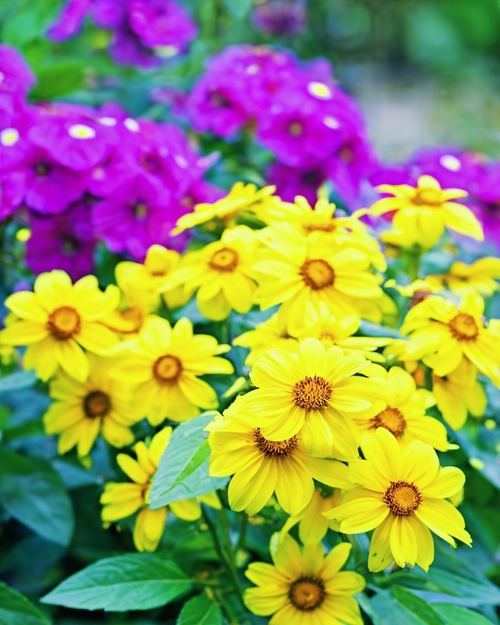 Vibrant Flower Display FREE Stock Photo, flowers,  garden,  vibrant picture
