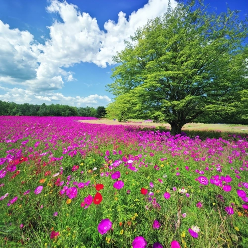 Vibrant Flower Field FREE Stock Photo, flowers,  nature,  landscape picture