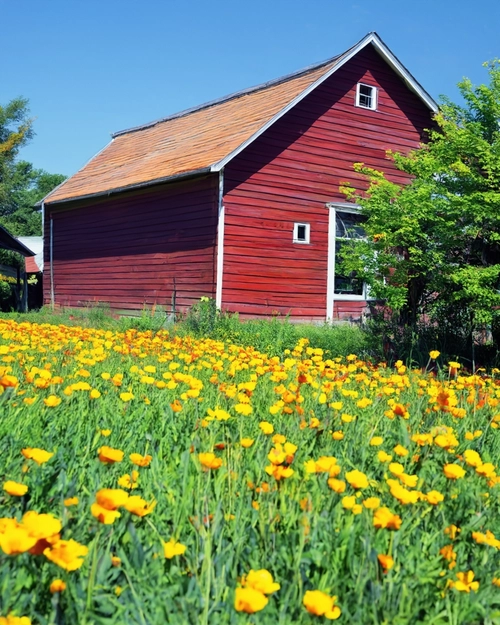 Vibrant Flowering Field FREE Stock Photo, barn,  flowers,  countryside picture