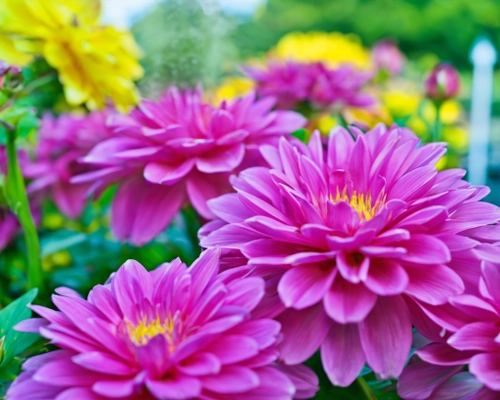 Vibrant Pink Flowers FREE Stock Photo, flowers,  pink,  garden picture