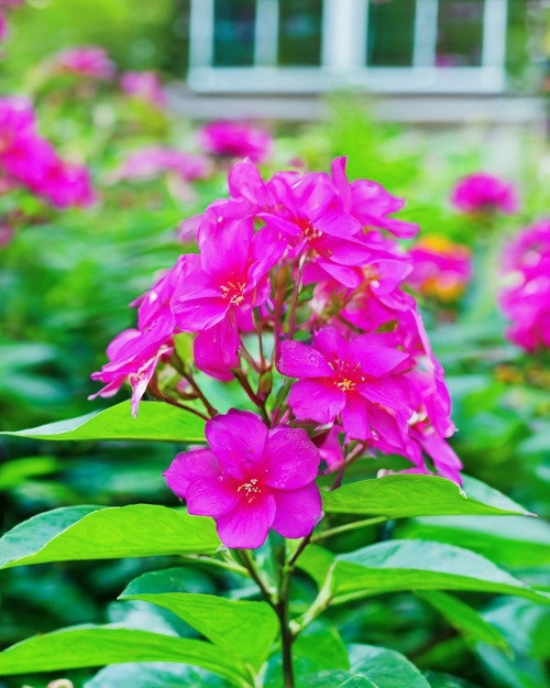 Vibrant Pink Flowers FREE Stock Photo, flowers,  pink,  garden picture