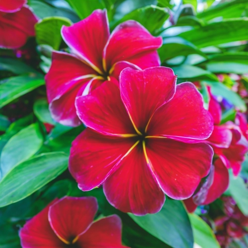 Vibrant Red Flowers FREE Stock Photo, flowers,  vibrant,  nature picture