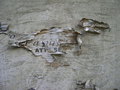 Peeling Paper on Textured Wall FREE Stock Photo, aging,  peeling paper,  textured wall picture