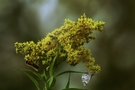 Bee and Moth on Goldenrod Flowers FREE Stock Photo, bee,  moth,  yellow flowers picture