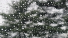 Raindrops on Glass with Tree Background FREE Stock Photo, raindrops,  glass,  tree picture