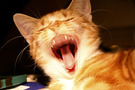 Orange tabby cat yawning FREE Stock Photo, cat, yawn, tongue picture